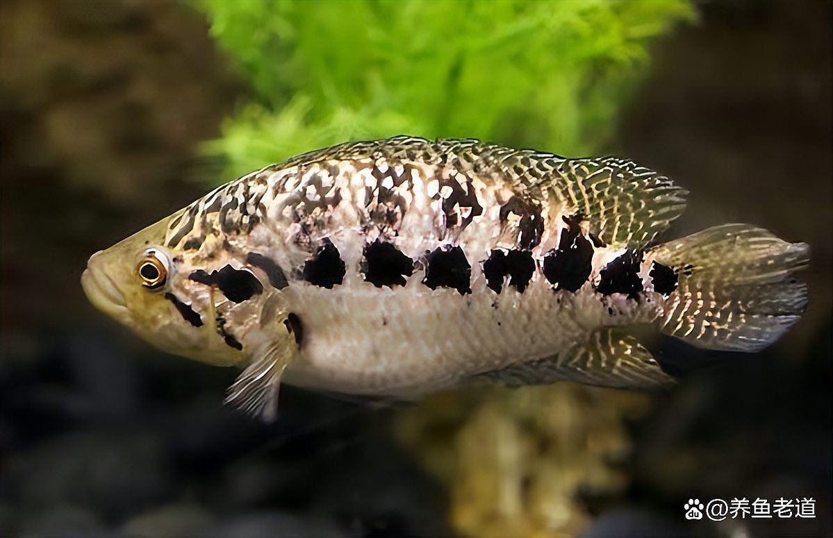 推薦一些適合與龍魚混養的品種【可以和龍魚混養的10種觀賞魚】