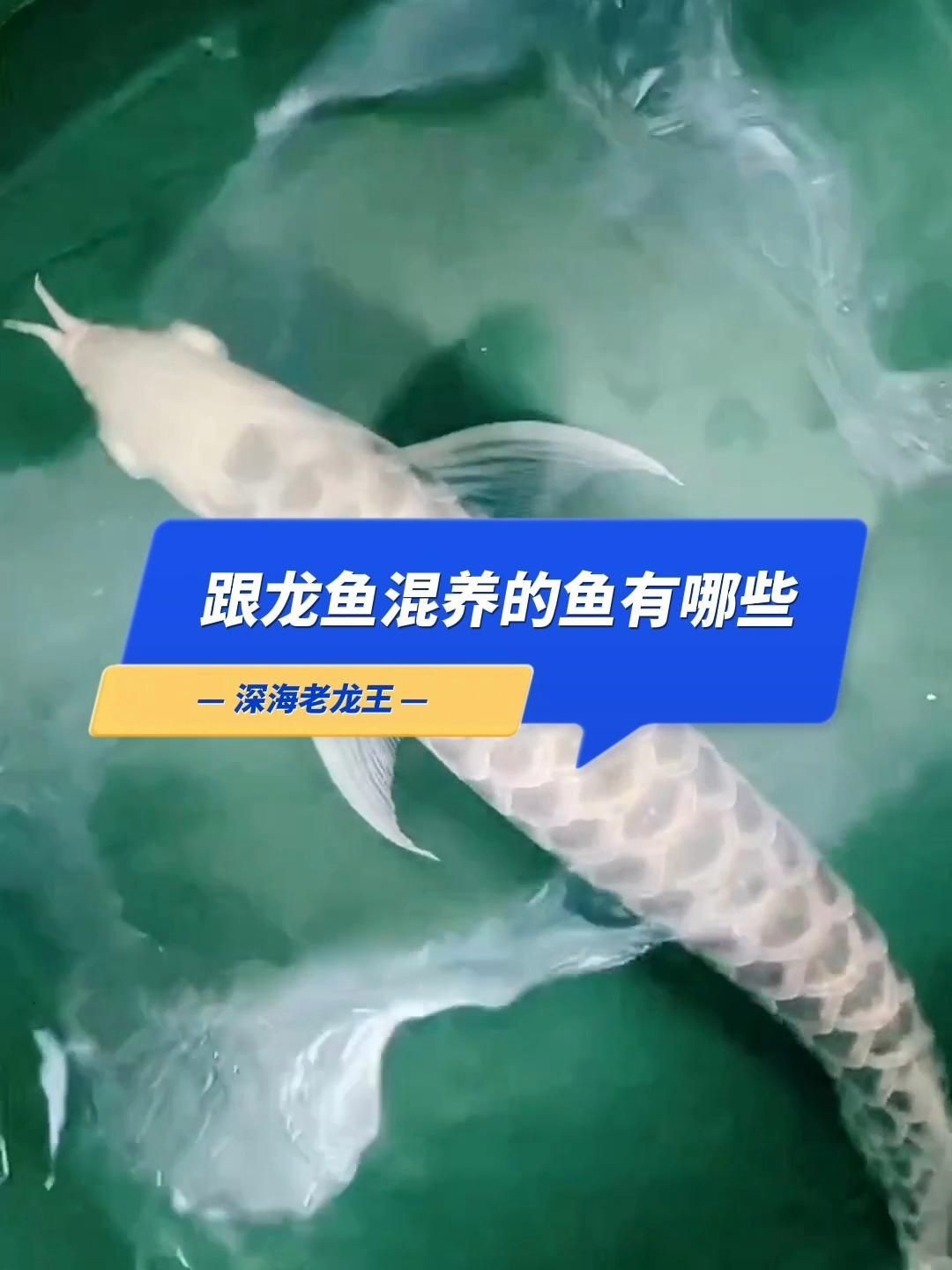 推薦一些適合與龍魚混養的品種【可以和龍魚混養的10種觀賞魚】