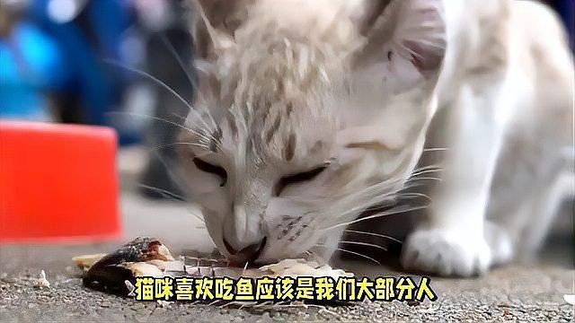 有哪些貓對(duì)魚(yú)完全不感興趣？【什么貓不吃魚(yú)這些冷知識(shí)或許顛覆你的認(rèn)知】