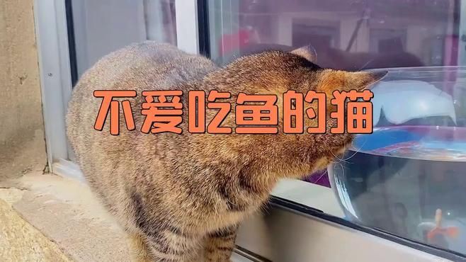 有哪些貓對(duì)魚(yú)完全不感興趣？【什么貓不吃魚(yú)這些冷知識(shí)或許顛覆你的認(rèn)知】
