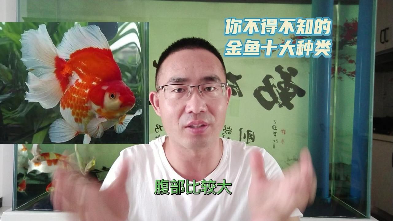 有哪些著名的金魚品種？【達(dá)爾文曾贊嘆其無限多樣的顏色和非凡的表型結(jié)構(gòu)變化】