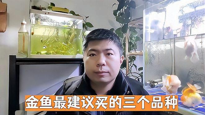 有哪些著名的金魚品種？【達(dá)爾文曾贊嘆其無限多樣的顏色和非凡的表型結(jié)構(gòu)變化】