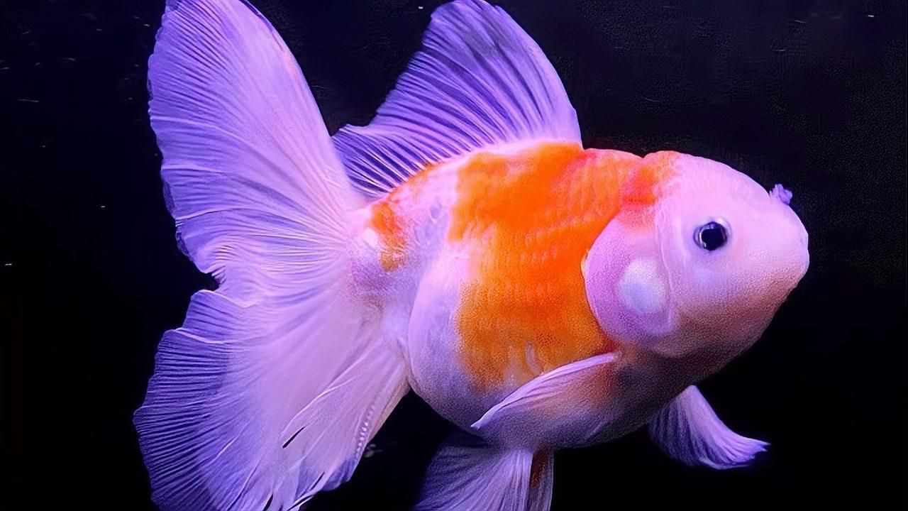 有哪些著名的金魚品種？【達(dá)爾文曾贊嘆其無限多樣的顏色和非凡的表型結(jié)構(gòu)變化】