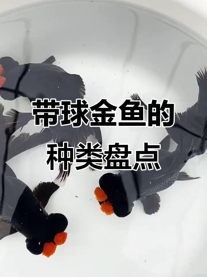 有哪些著名的金魚品種？【達(dá)爾文曾贊嘆其無限多樣的顏色和非凡的表型結(jié)構(gòu)變化】