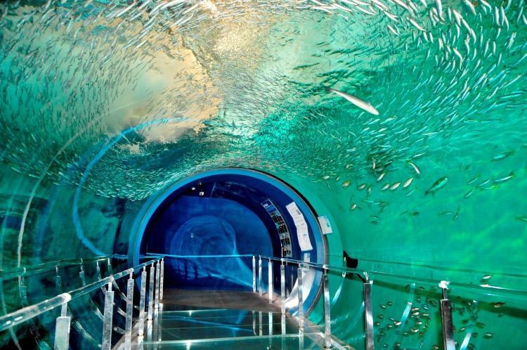 下關水族店【下關水族店的最佳游玩時間】