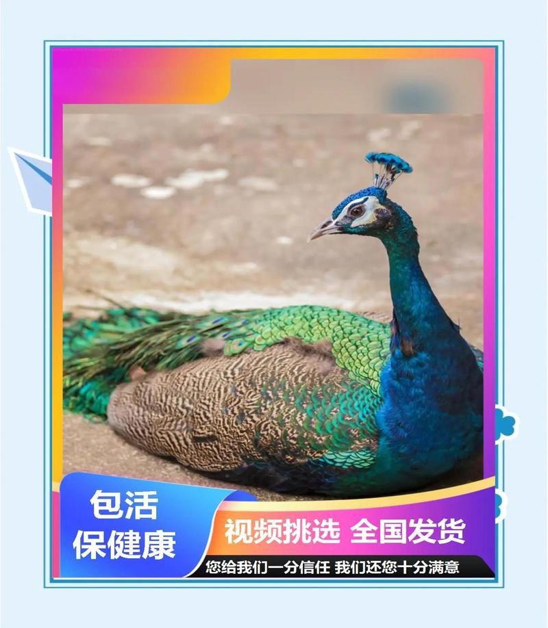 孔雀養久了會認主人嗎【《孔雀養久了會認主人嗎》孔雀養久了會認主人嗎】 孔雀養久了會認主人嗎【《孔雀養久了會認主人嗎》孔雀養久了會認主人嗎】 龍魚百科 第1張