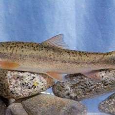 墨脫龍魚店【墨脫地區有沒有龍魚養殖場】