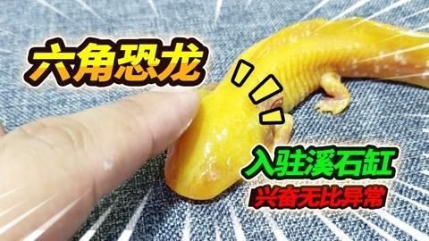 恐龍王魚地圖混養最新版本更新內容【恐龍王魚地圖混養更新】