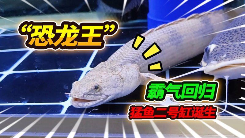 恐龍王魚地圖混養最新版本更新內容【恐龍王魚地圖混養更新】