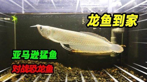 恐龍王魚地圖混養最新版本更新內容【恐龍王魚地圖混養更新】