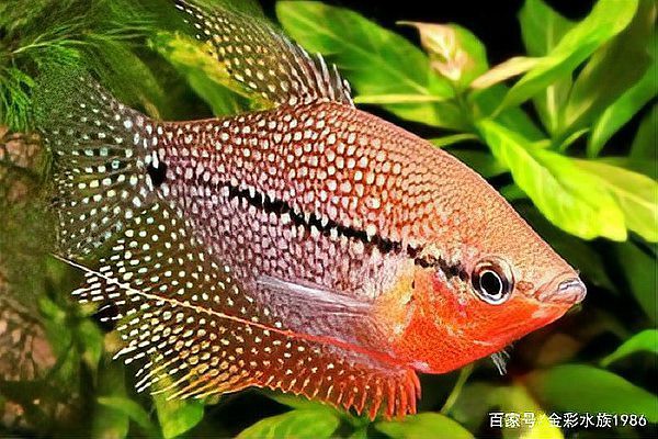 什么魚不用打氧也能活【12種適合新手飼養的低耗氧觀賞魚氧觀賞魚】