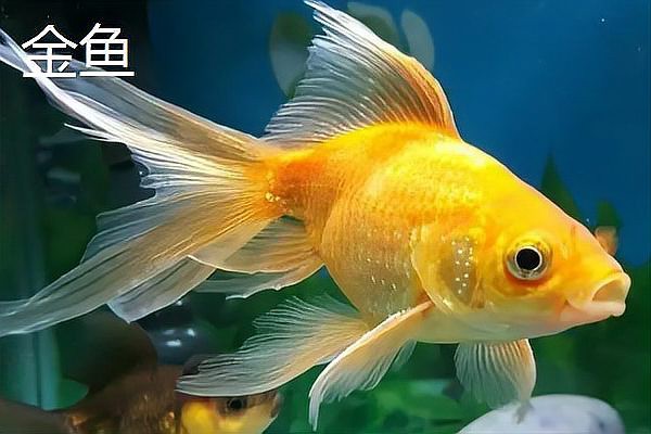 什么魚不用打氧也能活【12種適合新手飼養的低耗氧觀賞魚氧觀賞魚】