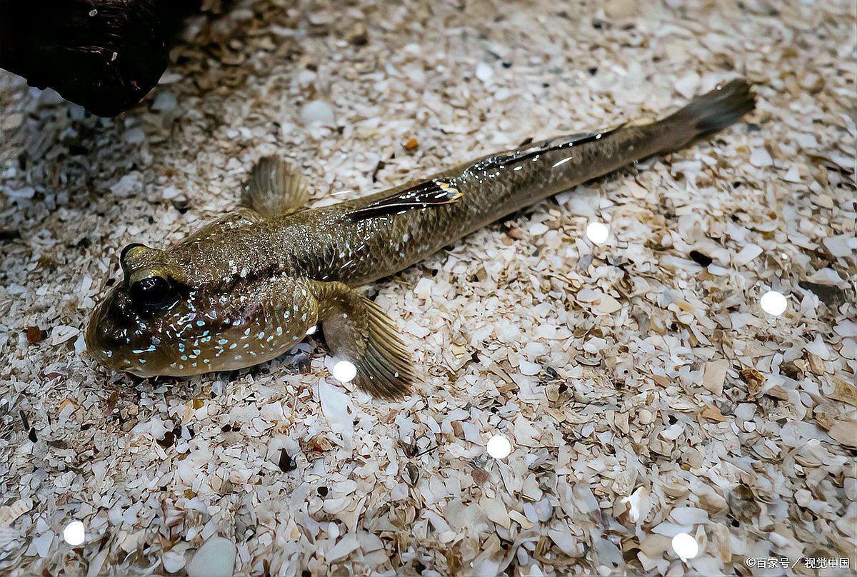 什么魚不用打氧也能活【12種適合新手飼養的低耗氧觀賞魚氧觀賞魚】