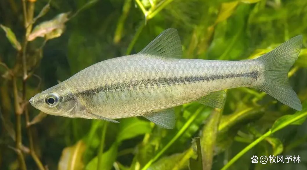 什么魚不用打氧也能活【12種適合新手飼養的低耗氧觀賞魚氧觀賞魚】