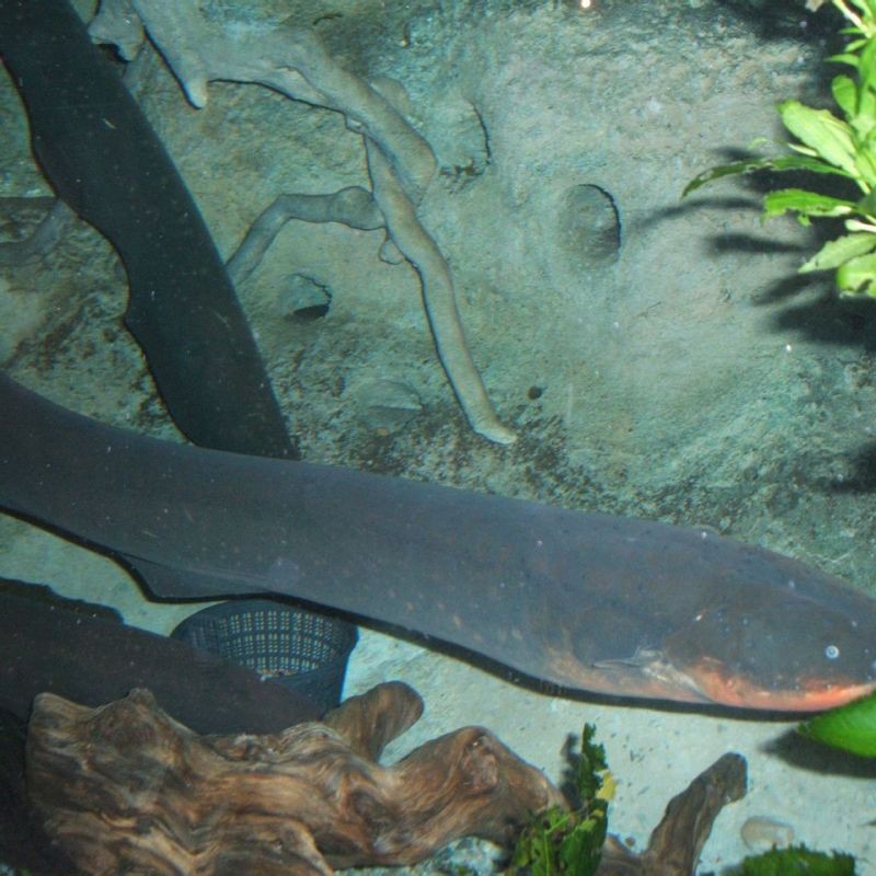 電鰻能電死藍鯨嗎【電鰻能否電死藍鯨，為啥不會電死藍鯨，看完漲知識了】