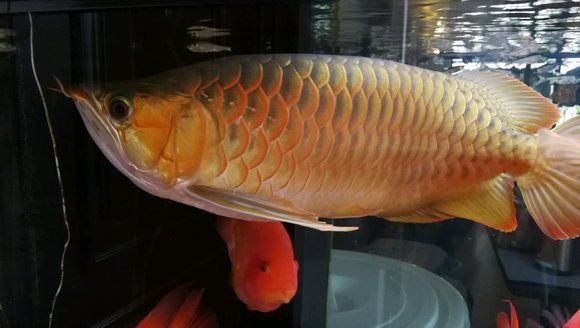 紅龍圖片高清無水印版【關于“紅龍圖片高清無水印版”的摘要】