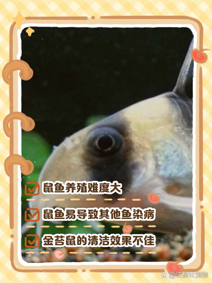三間鼠魚的毒性有多強【三間鼠魚的毒性】