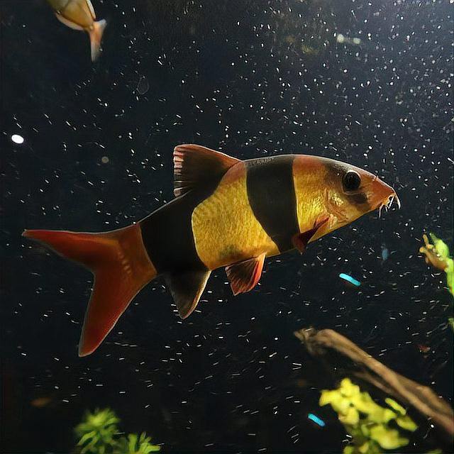 三間鼠魚的毒性有多強【三間鼠魚的毒性】