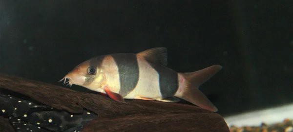 三間鼠魚的毒性有多強【三間鼠魚的毒性】