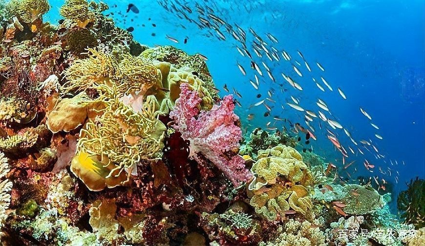 世界十大觀賞魚排名【世界十大觀賞魚】
