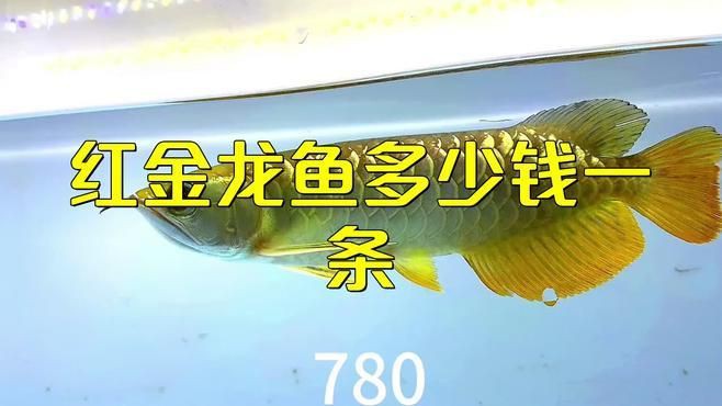 紅金龍魚為什么這么貴？【紅金龍魚為什么那么貴】