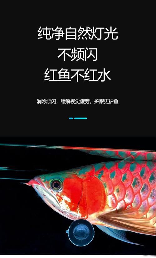 馬印神燈圖片【馬印神燈plus三基色龍魚專用增色增色增色增艷燈】