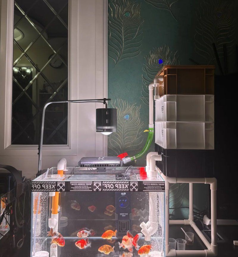 馬印神燈圖片【馬印神燈plus三基色龍魚專用增色增色增色增艷燈】