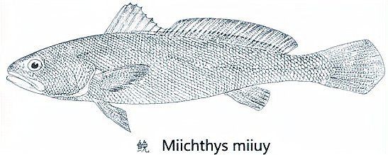 鮸魚俗稱什么魚【[需手動填充]魚——海洋里的美食寶藏】