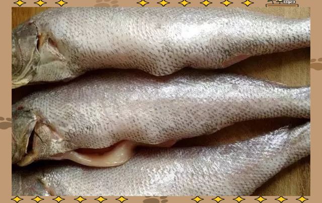 鮸魚俗稱什么魚【[需手動填充]魚——海洋里的美食寶藏】