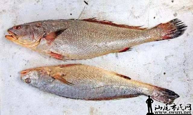 鮸魚俗稱什么魚【[需手動填充]魚——海洋里的美食寶藏】