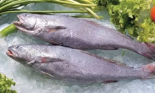 鮸魚俗稱什么魚【[需手動填充]魚——海洋里的美食寶藏】