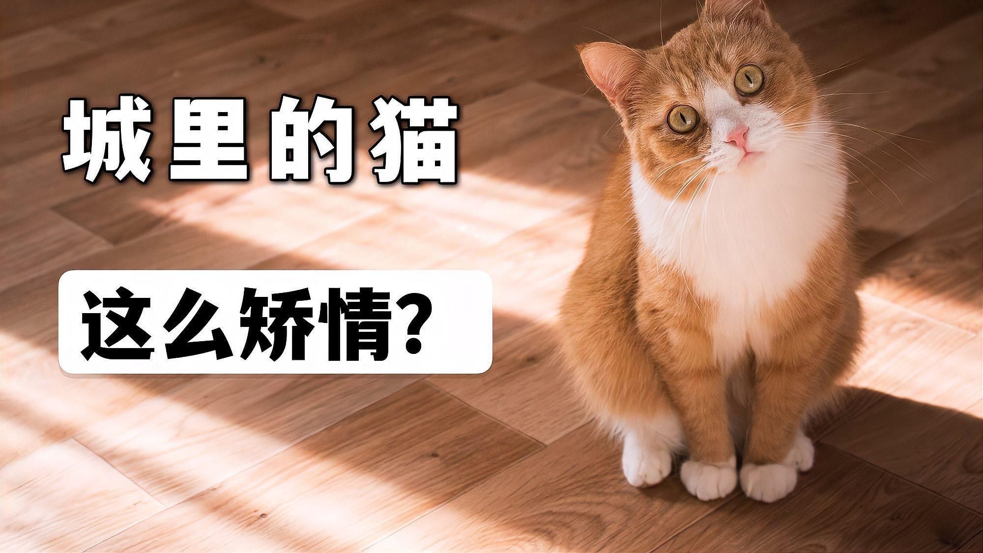 貓吃魚好還是吃貓糧好【農村的貓吃剩飯,城里貓吃貓糧還嫌便宜,這么矯情萌寵指南】