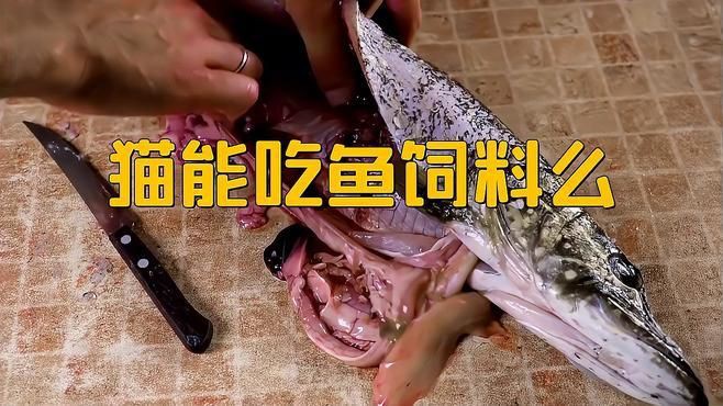 貓吃魚好還是吃貓糧好【農村的貓吃剩飯,城里貓吃貓糧還嫌便宜,這么矯情萌寵指南】