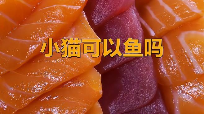 貓吃魚好還是吃貓糧好【農村的貓吃剩飯,城里貓吃貓糧還嫌便宜,這么矯情萌寵指南】