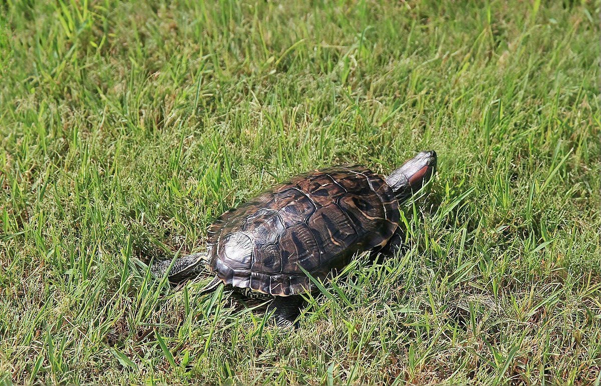 什么龜鎮宅招財最強【\