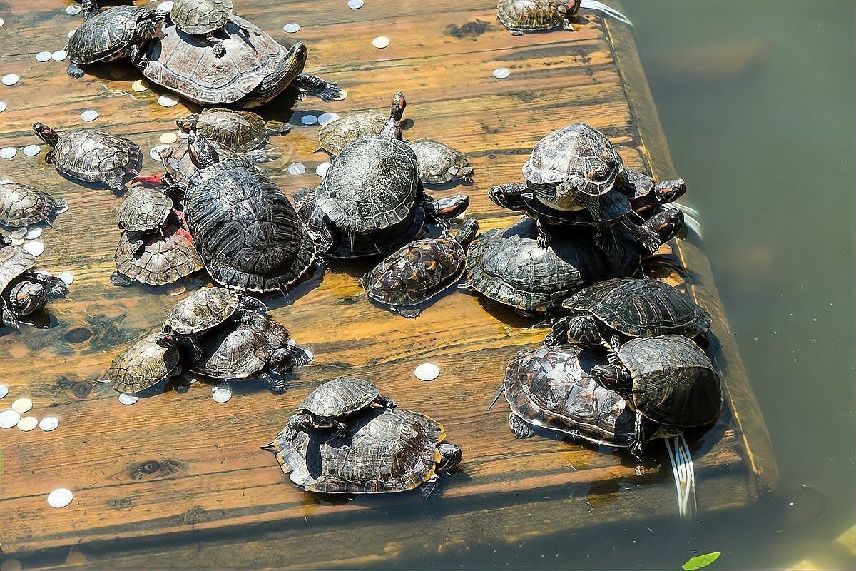 什么龜鎮宅招財最強【\