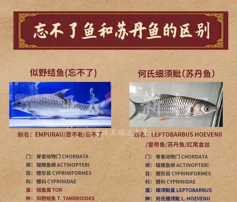 馬來西亞忘不了魚 百科【“河魚之王”忘不了魚，吃過真的“忘不了”】