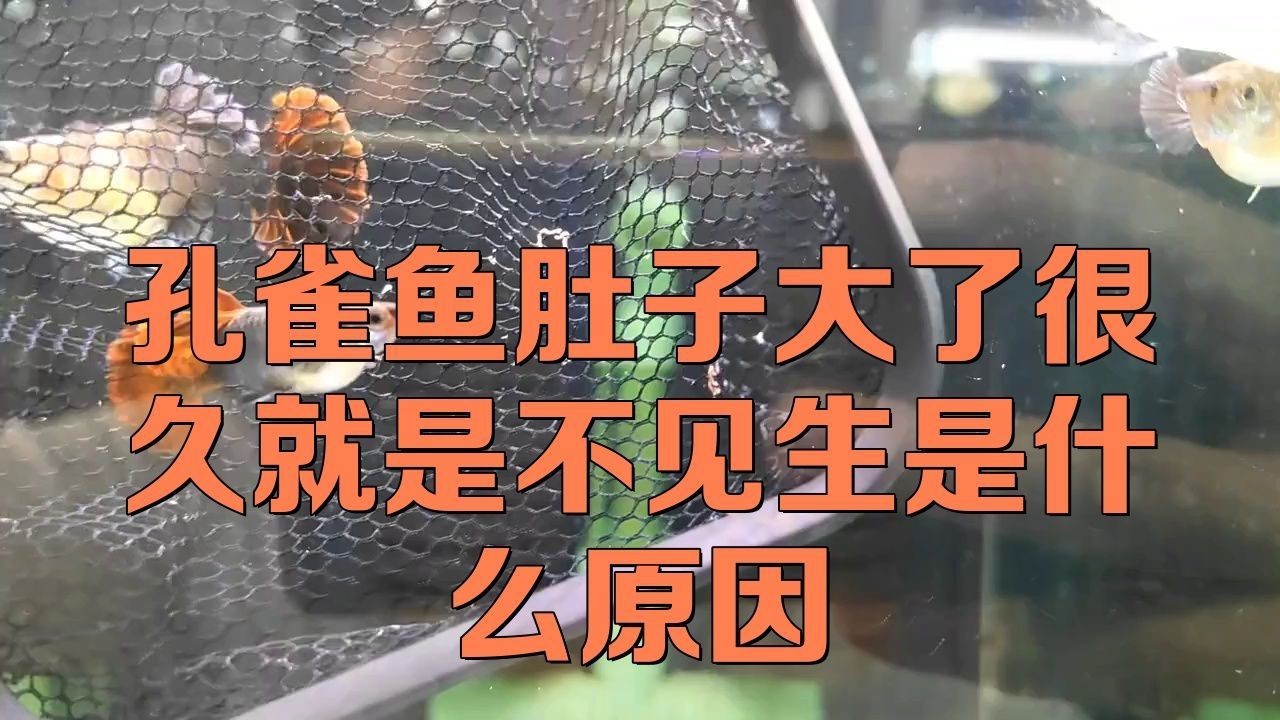 母魚肚子大不產(chǎn)卵的原因【孔雀魚肚子大了很久就是不生怎么辦】