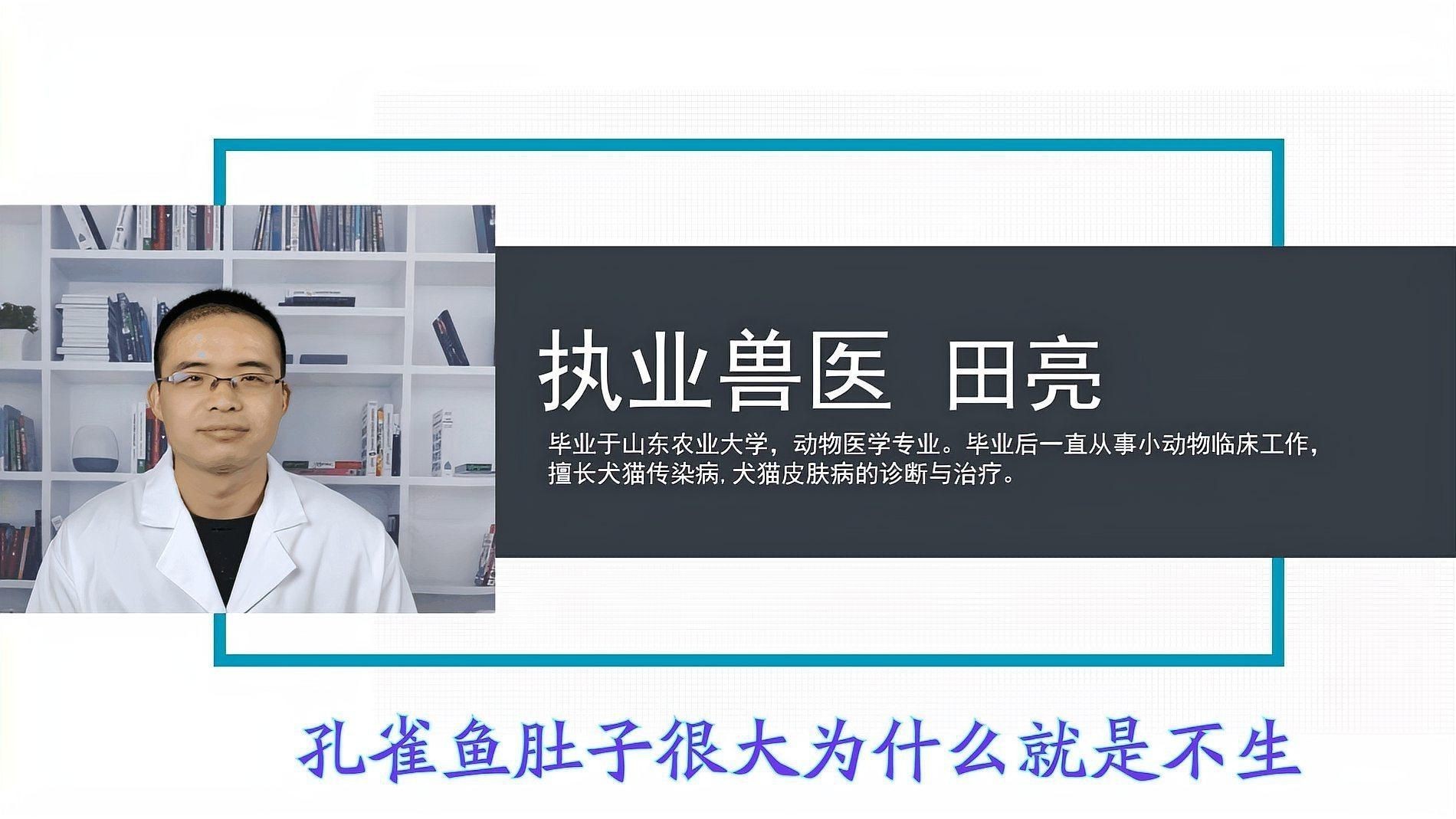 母魚肚子大不產(chǎn)卵的原因【孔雀魚肚子大了很久就是不生怎么辦】