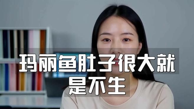 母魚肚子大不產(chǎn)卵的原因【孔雀魚肚子大了很久就是不生怎么辦】