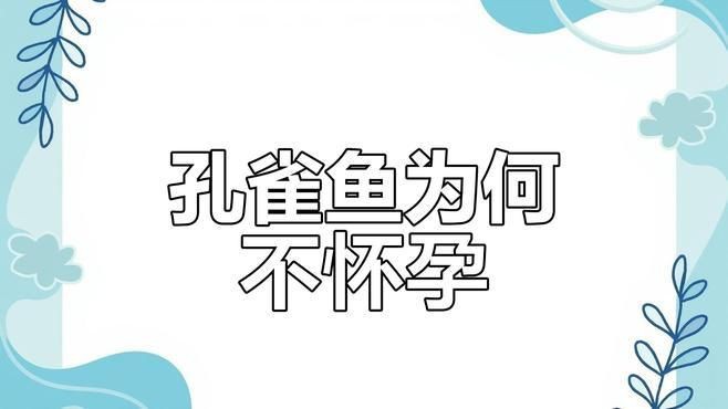 母魚肚子大不產(chǎn)卵的原因【孔雀魚肚子大了很久就是不生怎么辦】