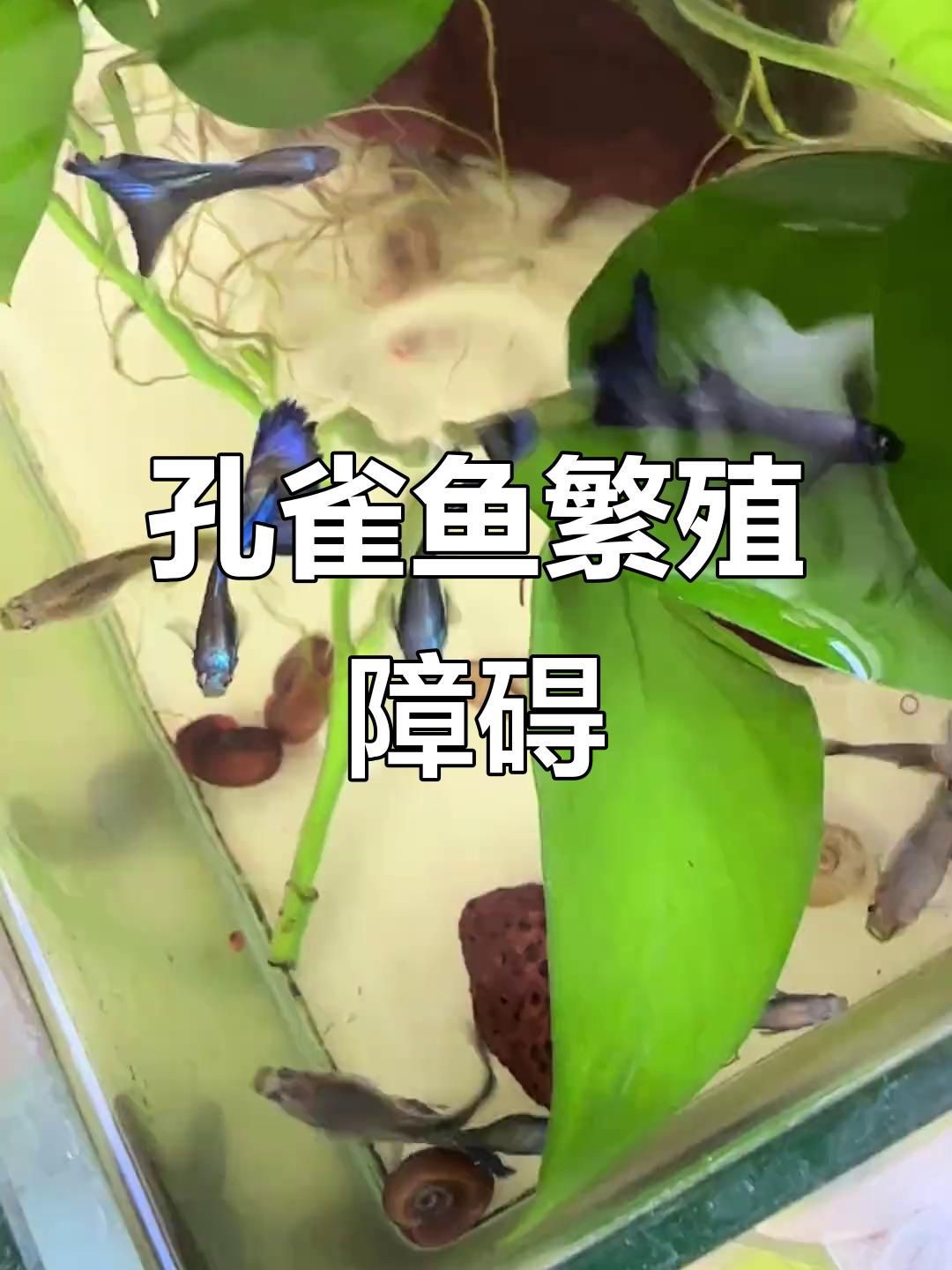 母魚肚子大不產(chǎn)卵的原因【孔雀魚肚子大了很久就是不生怎么辦】
