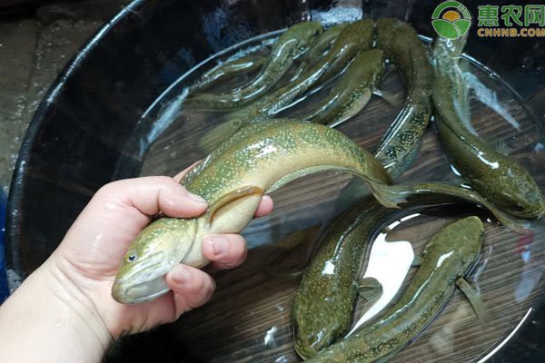 為什么沒人養七星魚【七星魚在家庭寵物魚市場觀賞價值遠高于其裝飾價值】