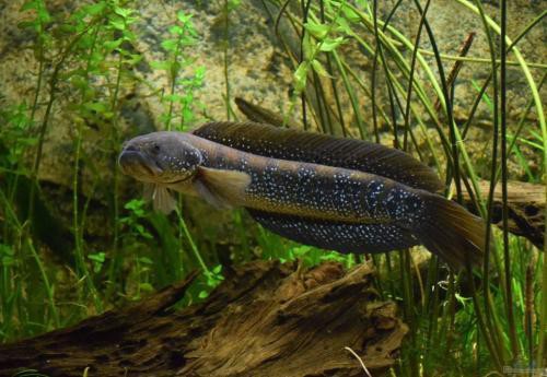 為什么沒人養七星魚【七星魚在家庭寵物魚市場觀賞價值遠高于其裝飾價值】