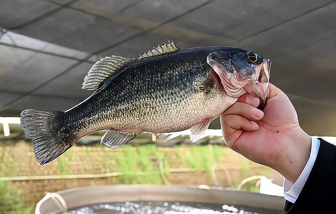 固安龍魚店【一條魚背后的京津冀】