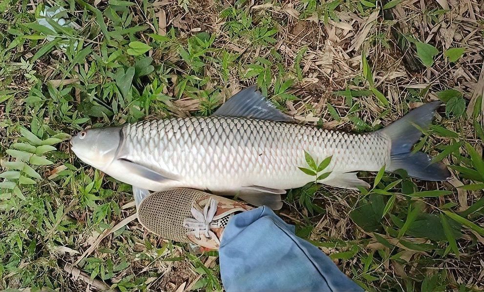 古龍魚繁殖的成功率有多高？，古龍魚繁殖成功率受多種因素影響古龍魚繁殖成功率受多種因素影響