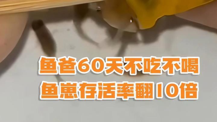 古龍魚繁殖的成功率有多高？，古龍魚繁殖成功率受多種因素影響古龍魚繁殖成功率受多種因素影響