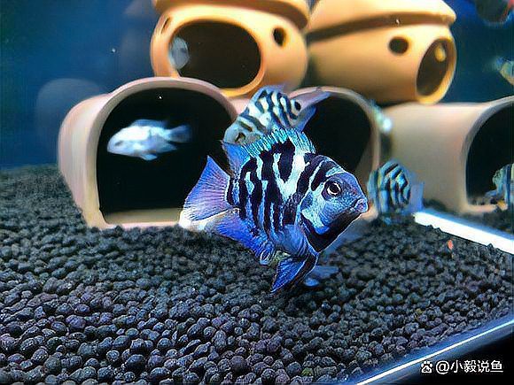 古龍魚繁殖的成功率有多高？，古龍魚繁殖成功率受多種因素影響古龍魚繁殖成功率受多種因素影響