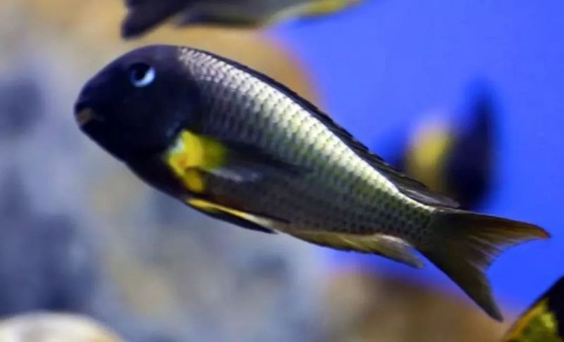 三湖蝴蝶品種圖鑒【《三湖蝴蝶品種圖鑒》三湖蝴蝶品種圖鑒資料百度文庫】