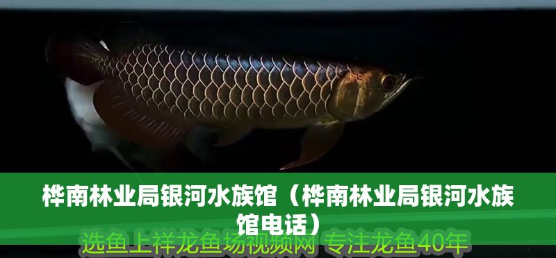 樺南水族店【樺南縣前進(jìn)上善水廳水族館愛企查樺南縣前進(jìn)鑫盛水族店】